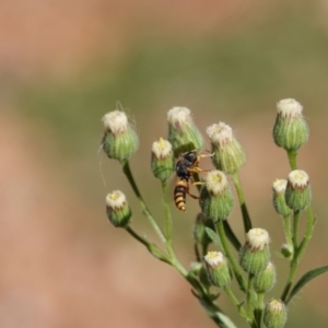 Cerceris sp. (genus) at Hall, ACT - 10 Apr 2024