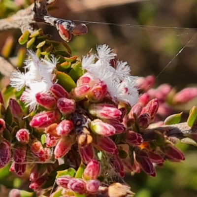 Leucopogon attenuatus (Small-leaved Beard Heath) at Wanniassa Hill - 10 Apr 2024 by Mike