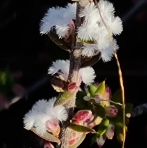 Leucopogon attenuatus at Wanniassa Hill - 10 Apr 2024