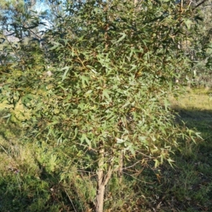 Brachychiton populneus subsp. populneus (Kurrajong) at Wanniassa Hill by Mike