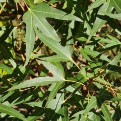 Brachychiton populneus subsp. populneus at Wanniassa Hill - 10 Apr 2024