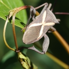 Mictis profana (Crusader Bug) at Hall, ACT - 10 Apr 2024 by Anna123