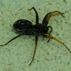 Nyssus coloripes (Spotted Ground Swift Spider) at Hall, ACT - 10 Apr 2024 by Anna123