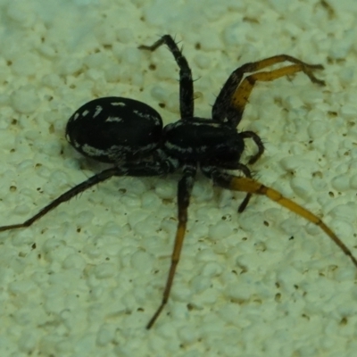 Nyssus coloripes (Spotted Ground Swift Spider) at Hall, ACT - 10 Apr 2024 by Anna123