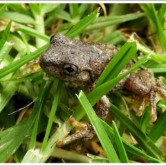 Litoria peronii (Peron's Tree Frog, Emerald Spotted Tree Frog) at Goulburn, NSW - 27 Mar 2024 by Milly