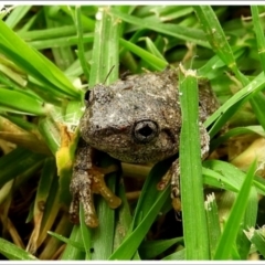 Litoria peronii at Goulburn, NSW - 28 Mar 2024