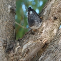 Daphoenositta chrysoptera at Hall, ACT - 10 Apr 2024