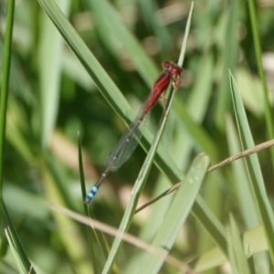 Xanthagrion erythroneurum at Hall, ACT - 10 Apr 2024