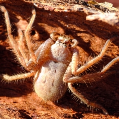 Isopeda canberrana (Canberra Huntsman Spider) at Whitlam, ACT - 10 Apr 2024 by Kurt