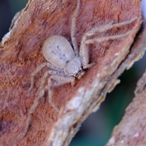 Isopeda canberrana at Molonglo River Reserve - 10 Apr 2024