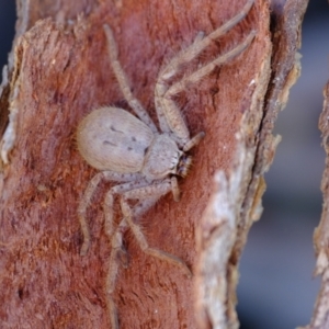 Isopeda canberrana at Molonglo River Reserve - 10 Apr 2024