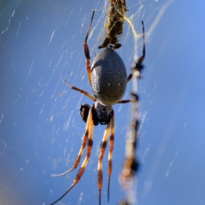 Trichonephila edulis (Golden orb weaver) at Kama - 10 Apr 2024 by Kurt