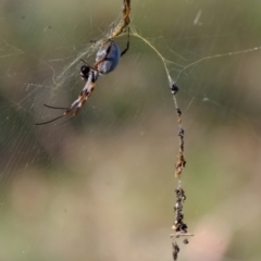 Trichonephila edulis at Molonglo River Reserve - 10 Apr 2024