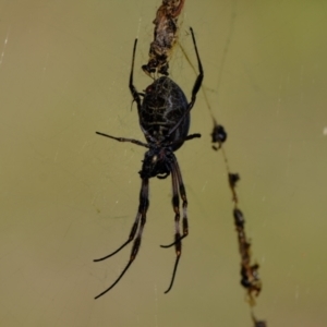 Trichonephila edulis at Molonglo River Reserve - 10 Apr 2024