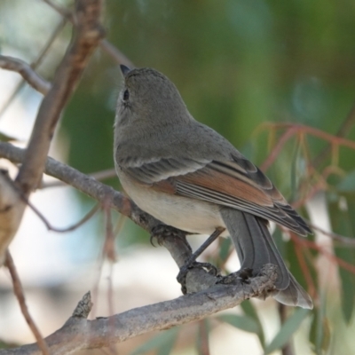 Pachycephala pectoralis (Golden Whistler) at Hall, ACT - 10 Apr 2024 by Anna123