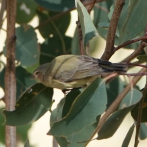 Smicrornis brevirostris at Hall, ACT - 10 Apr 2024 11:41 AM