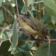 Smicrornis brevirostris at Hall, ACT - 10 Apr 2024