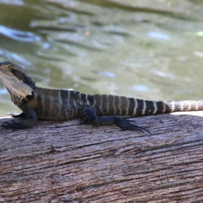 Intellagama lesueurii lesueurii (Eastern Water Dragon) at Wingecarribee Local Government Area - 19 Jan 2024 by JanHartog