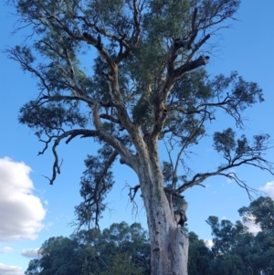 Eucalyptus camaldulensis at suppressed - suppressed