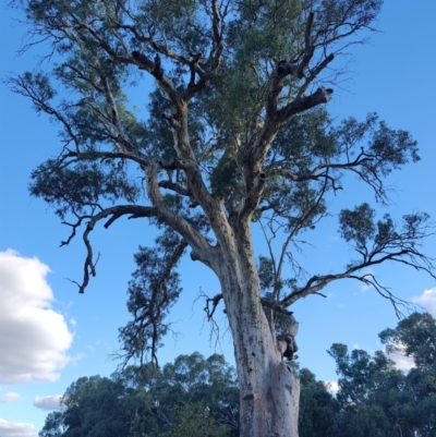 Eucalyptus camaldulensis (River Red Gum) at suppressed - 10 Apr 2024 by LyndalT