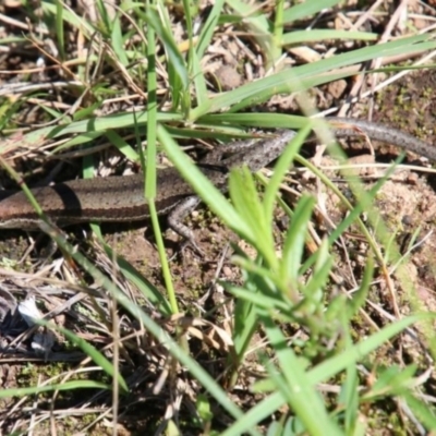 Lampropholis guichenoti (Common Garden Skink) at Alpine - 18 Jan 2024 by JanHartog