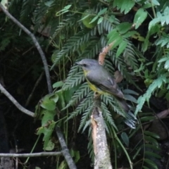 Eopsaltria australis (Eastern Yellow Robin) at Wingecarribee Local Government Area - 9 Jan 2024 by JanHartog