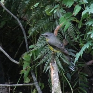 Eopsaltria australis (Eastern Yellow Robin) at Bargo River State Conservation Area by JanHartog
