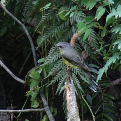 Eopsaltria australis (Eastern Yellow Robin) at Hill Top, NSW - 9 Jan 2024 by JanHartog