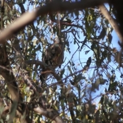 Accipiter cirrocephalus (Collared Sparrowhawk) at Thurgoona, NSW - 10 Apr 2024 by DMeco