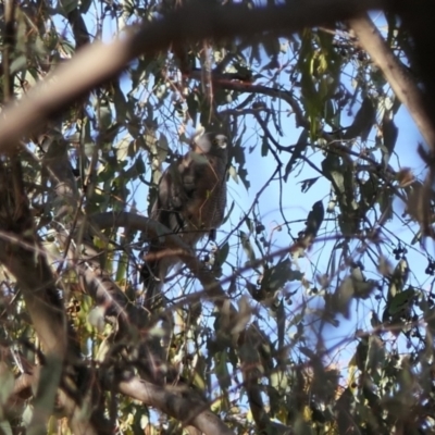 Accipiter cirrocephalus (Collared Sparrowhawk) at Albury - 10 Apr 2024 by DMeco