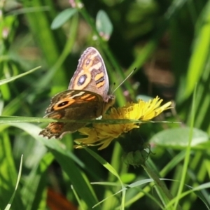 Junonia villida at Stranger Pond - 10 Apr 2024 02:15 PM