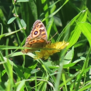 Junonia villida at Stranger Pond - 10 Apr 2024 02:15 PM