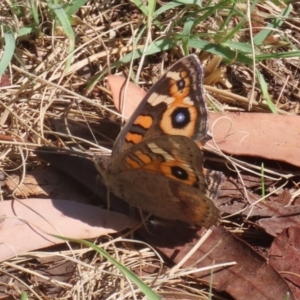 Junonia villida at Stranger Pond - 10 Apr 2024 02:15 PM