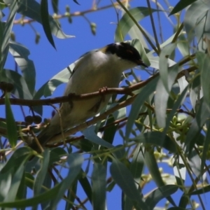 Melithreptus lunatus at Stranger Pond - 10 Apr 2024