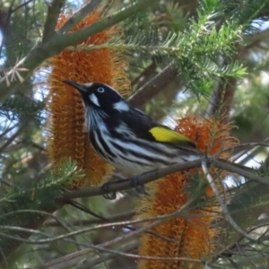 Phylidonyris novaehollandiae at Stranger Pond - 10 Apr 2024