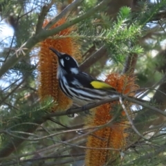 Phylidonyris novaehollandiae at Stranger Pond - 10 Apr 2024 02:13 PM