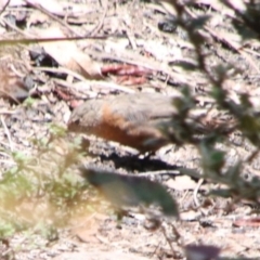 Origma solitaria (Rockwarbler) at Hill Top, NSW - 9 Jan 2024 by JanHartog