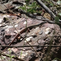 Ctenotus taeniolatus (Copper-tailed Skink) at Hill Top, NSW - 10 Jan 2024 by JanHartog