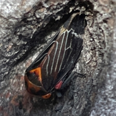 Eurymeloides lineata (Lined gumtree hopper) at Russell, ACT - 10 Apr 2024 by Hejor1