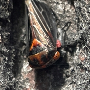 Eurymeloides lineata at Russell, ACT - 10 Apr 2024