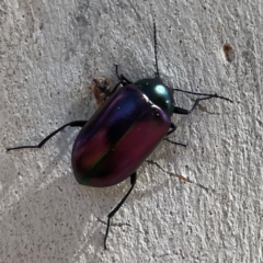 Chalcopteroides columbinus at Russell, ACT - 10 Apr 2024 12:45 PM