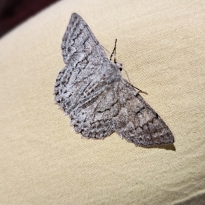 Crypsiphona ocultaria at Mount Painter - 19 Nov 2023