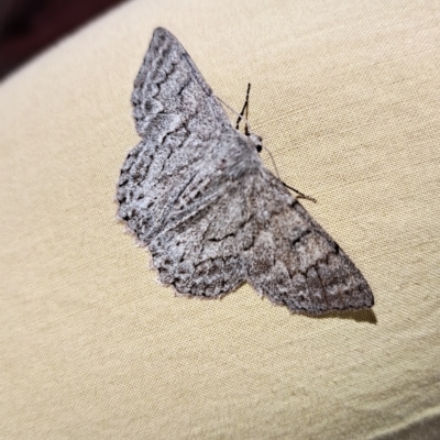 Crypsiphona ocultaria (Red-lined Looper Moth) at Mount Painter - 19 Nov 2023 by SarahHnatiuk