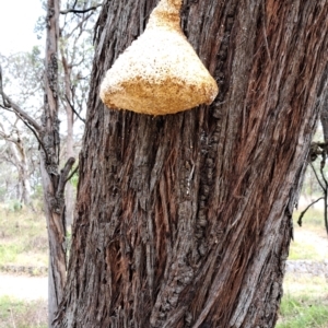 Laetiporus portentosus at Mount Painter - 7 Jan 2024