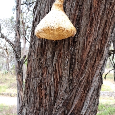 Laetiporus portentosus (White Punk) at Cook, ACT - 7 Jan 2024 by SarahHnatiuk