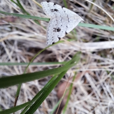 Dichromodes estigmaria (Pale Grey Heath Moth) at Cook, ACT - 12 Jan 2024 by SarahHnatiuk