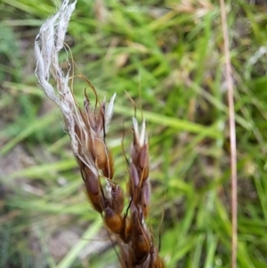 Sorghum leiocladum at Mount Painter - 12 Jan 2024