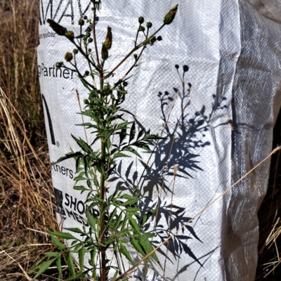 Bidens subalternans (Greater Beggars Ticks) at Cook, ACT - 24 Mar 2024 by SarahHnatiuk