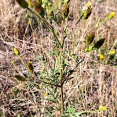 Bidens subalternans at Mount Painter - 25 Mar 2024