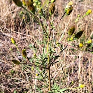 Bidens subalternans at Mount Painter - 25 Mar 2024